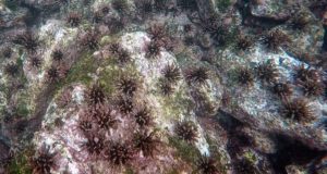 Pencil Sea Urchins